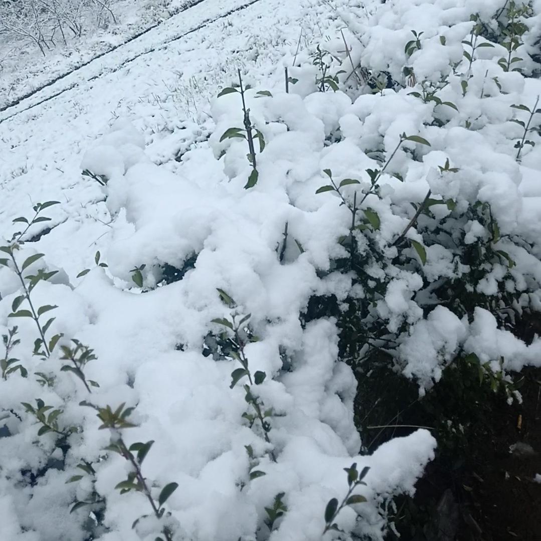 人生如茶🍵