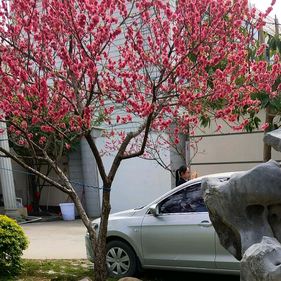 醉挽清风景