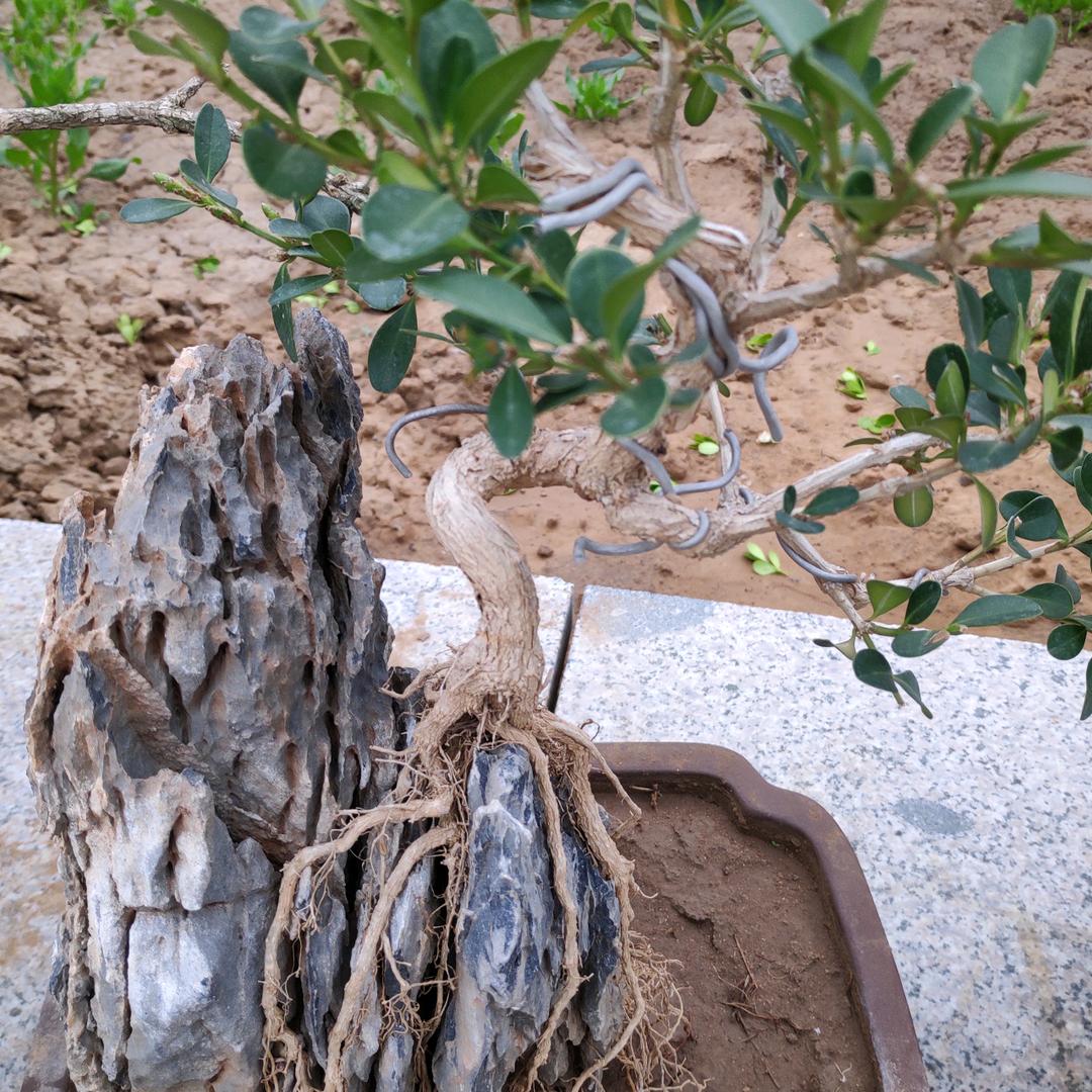 迪拜