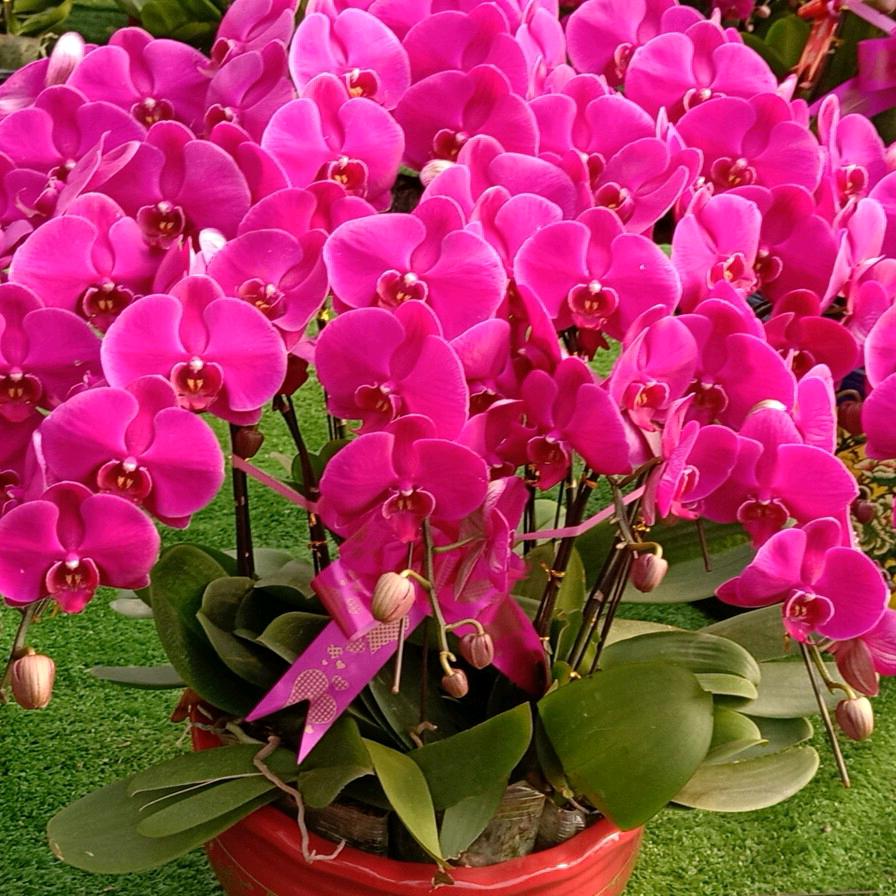 莱阳仁丰花卉