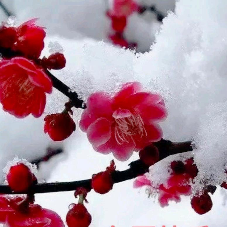 🌺 梅花三弄 🌺