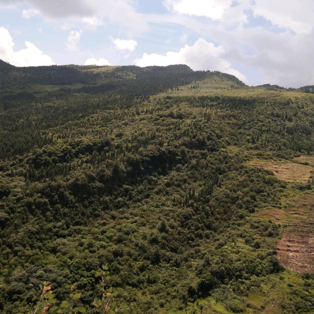 酒哥二手三轮车