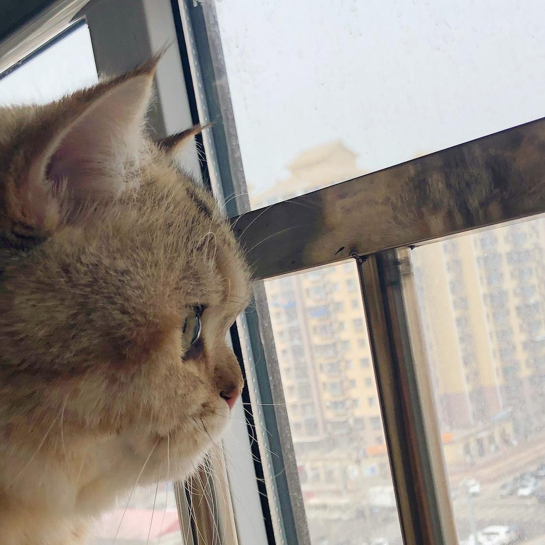 猫不理先生°