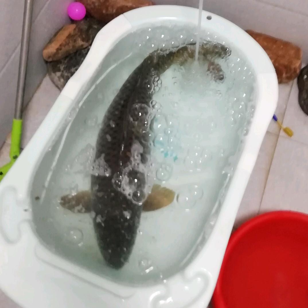 瘦的像黄瓜