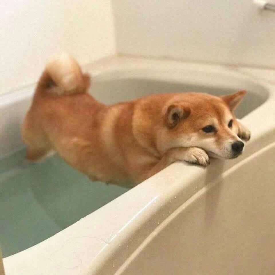 柴柴