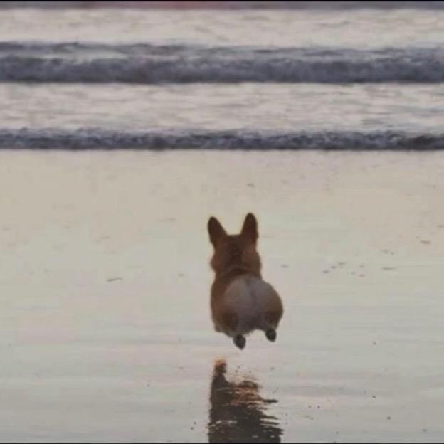 🌈小马宝莉🦄️