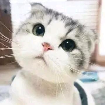 超人猫