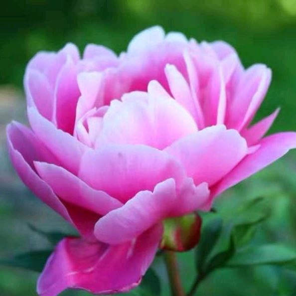 知足常乐🌹🌹