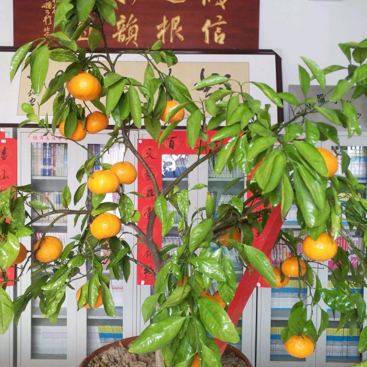 神农大仙