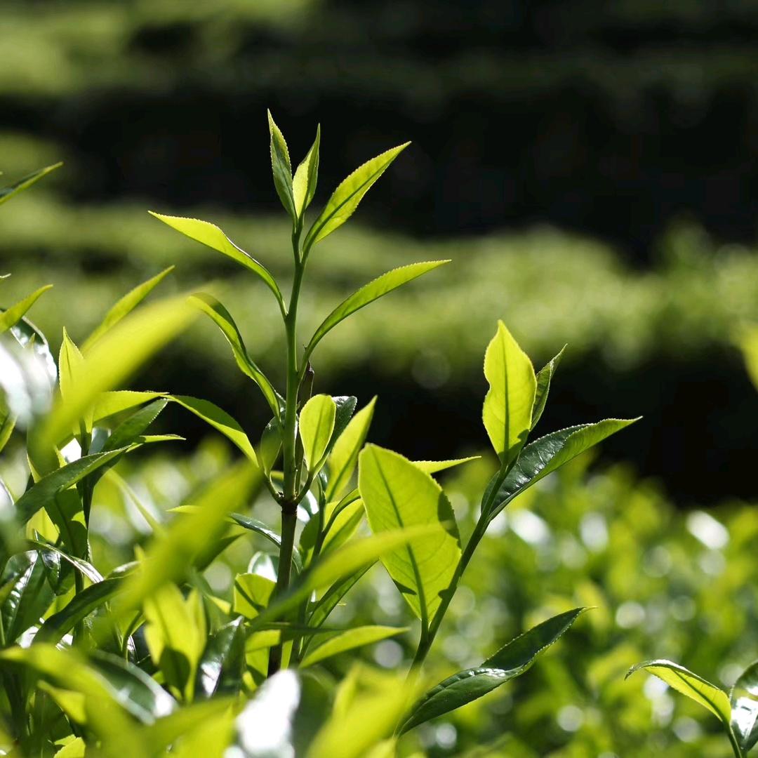 文公子～凤凰单丛茶