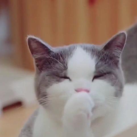 柠檬味的猫～