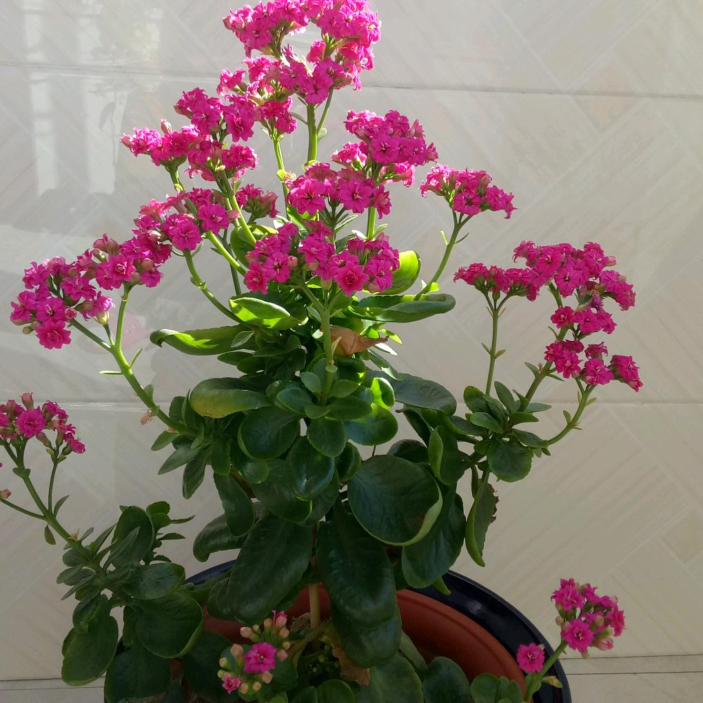 荞麦花
