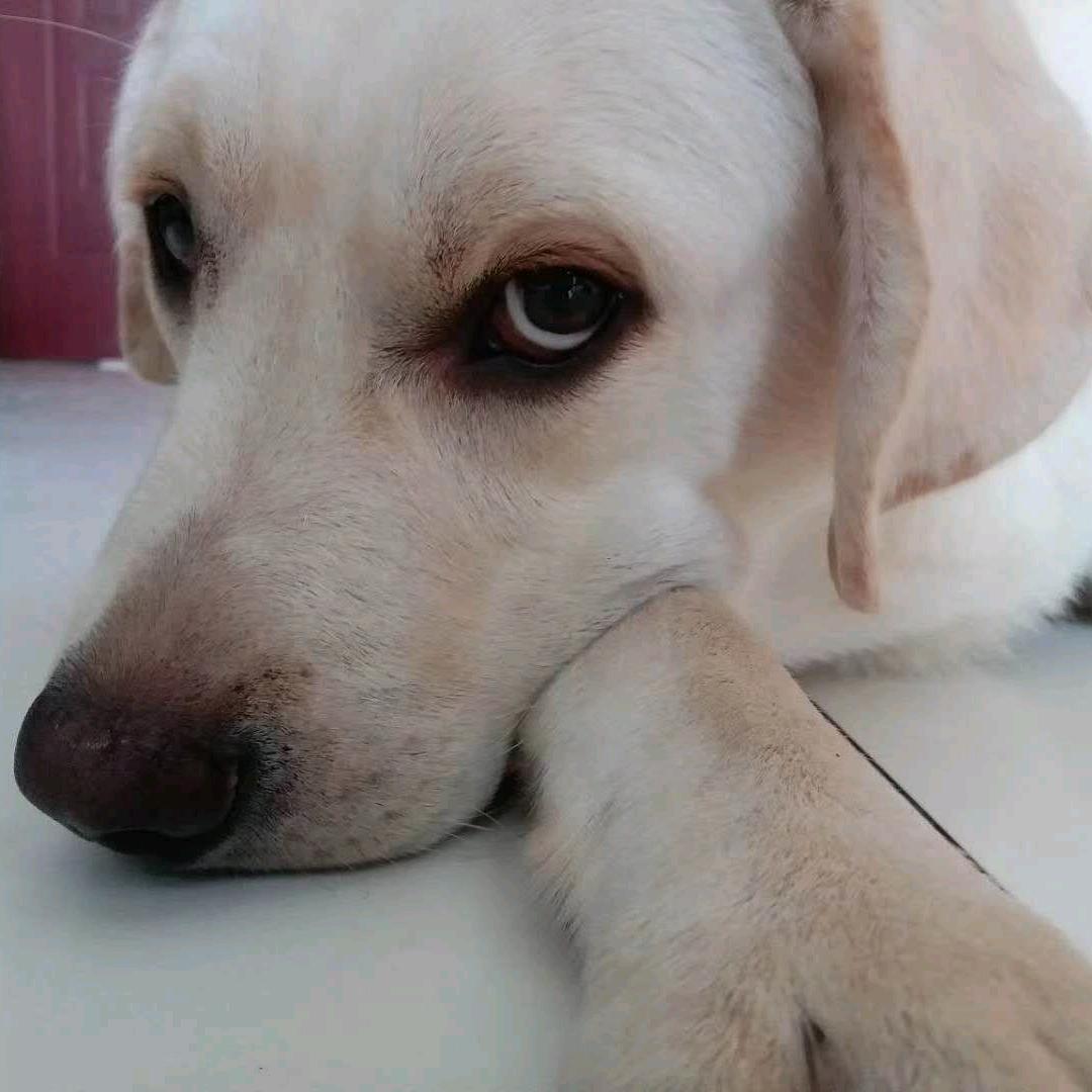 多多爸