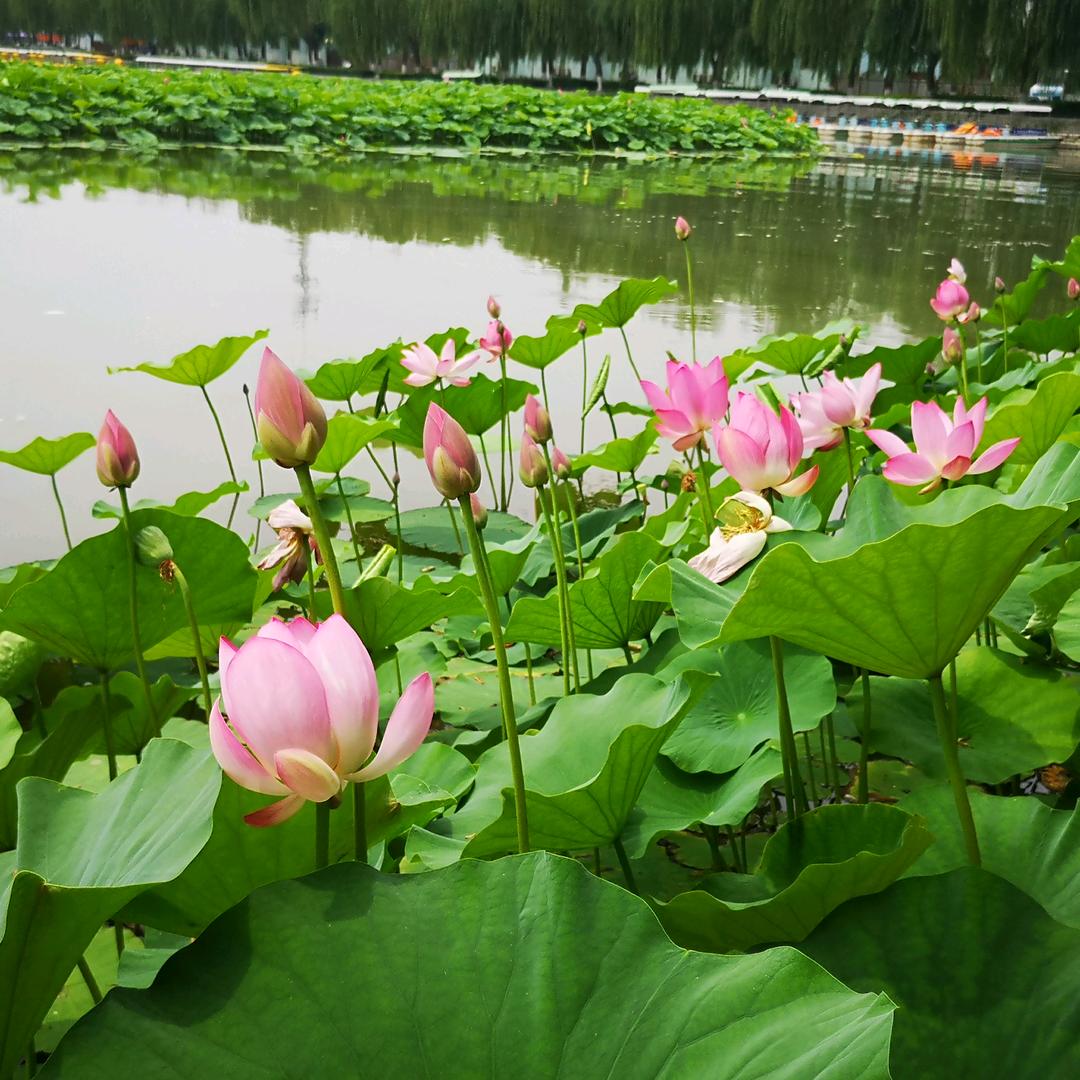 ChenYunHua