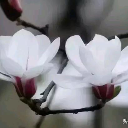 时倾