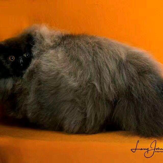 顽趣猫