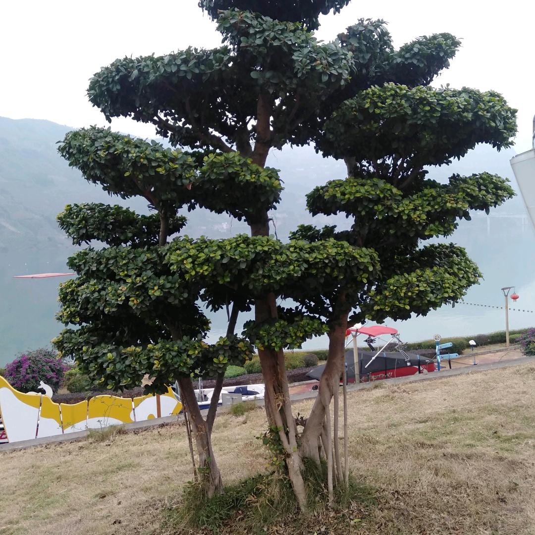 老王