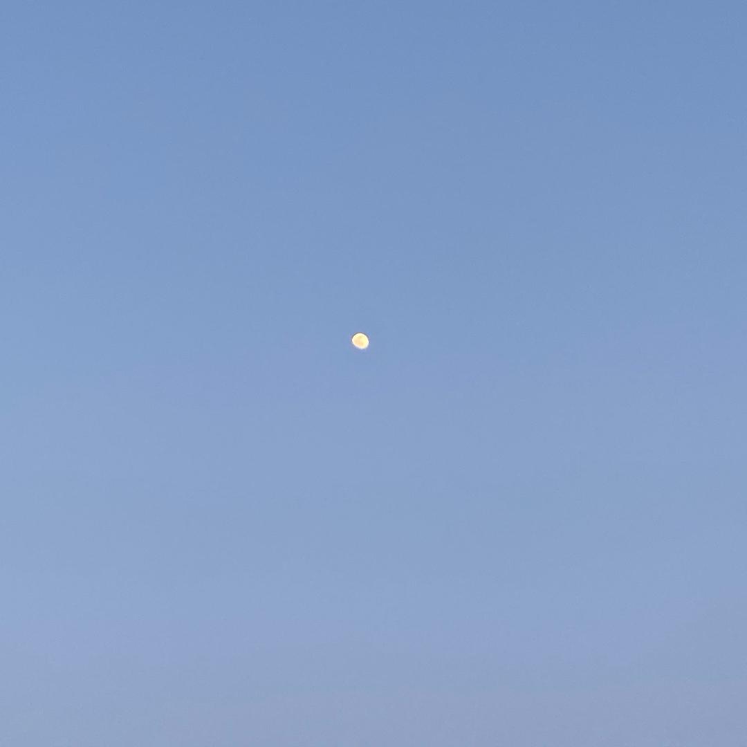 杨小兰