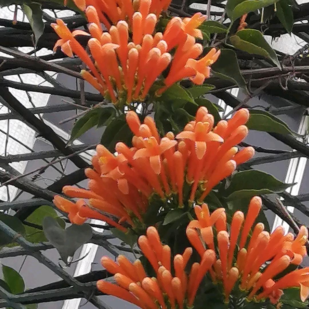 刘亮 面筋 扁豆凉粉  凉皮 河粉 批发