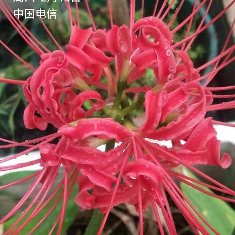 幸运的小笼包