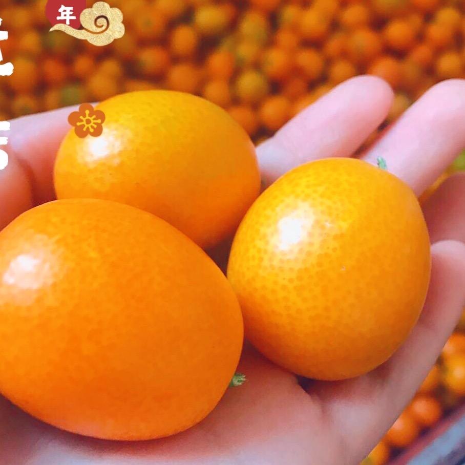 老毛家金桔