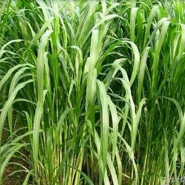 中国牧草网.牧草种子