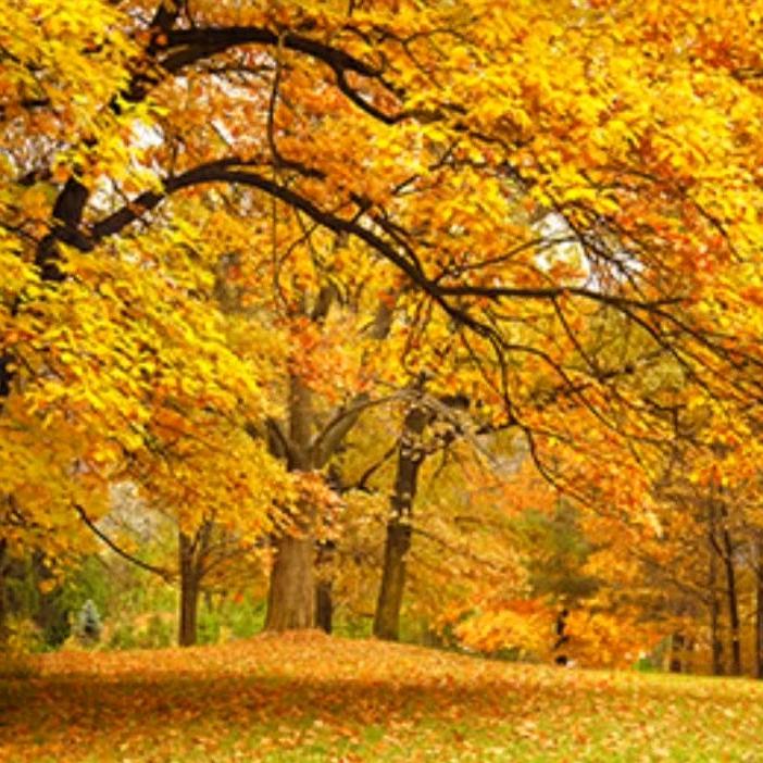 歌声与微笑(>﹏<)