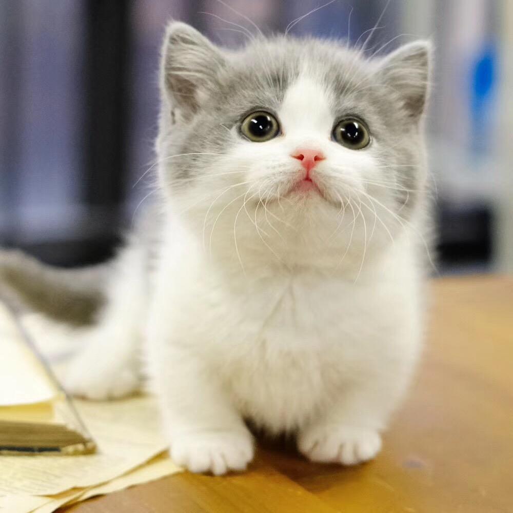 SUSU美妆学院-小米