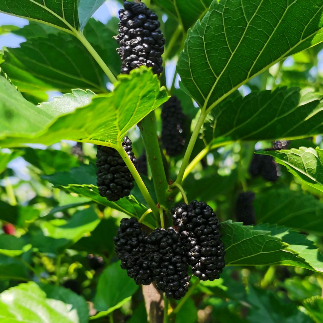 青栀