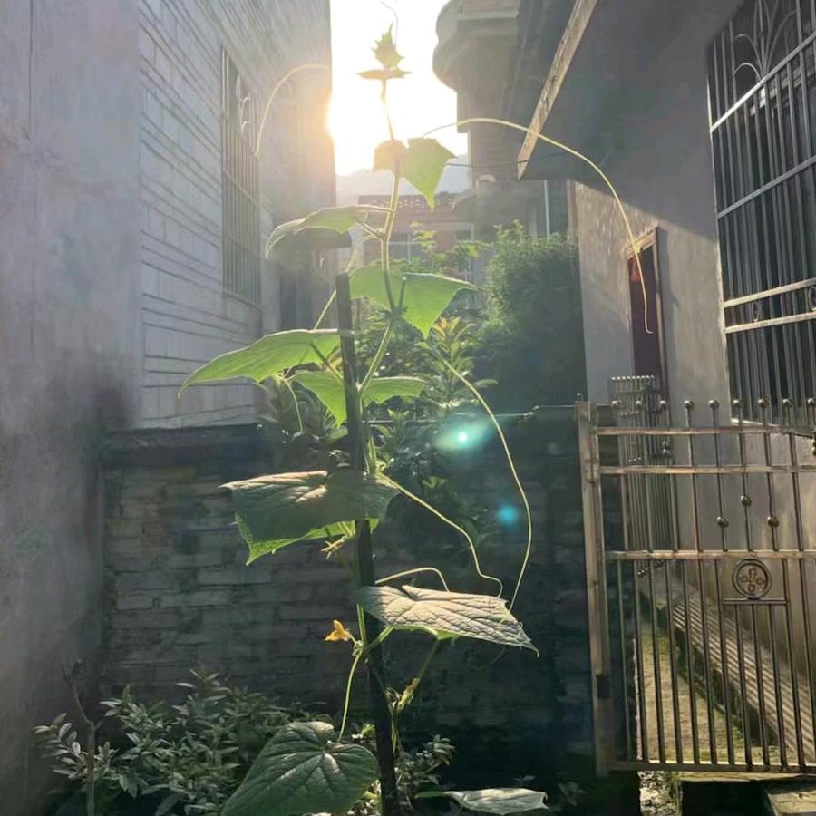 桃夭李艳，风光无限