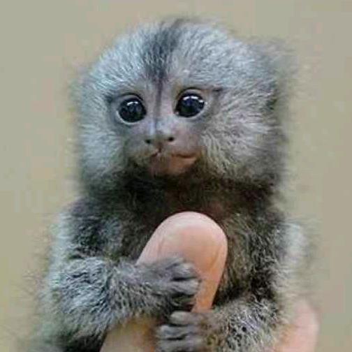 山东小凤调料粮油批发配送