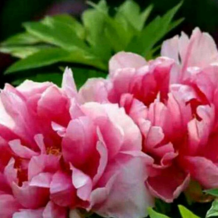 花见花开