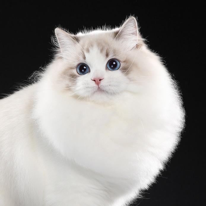 大鼎布偶猫