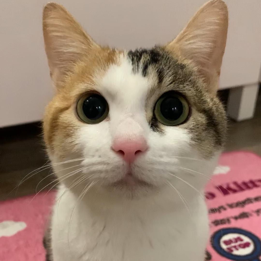 三花🐱花花