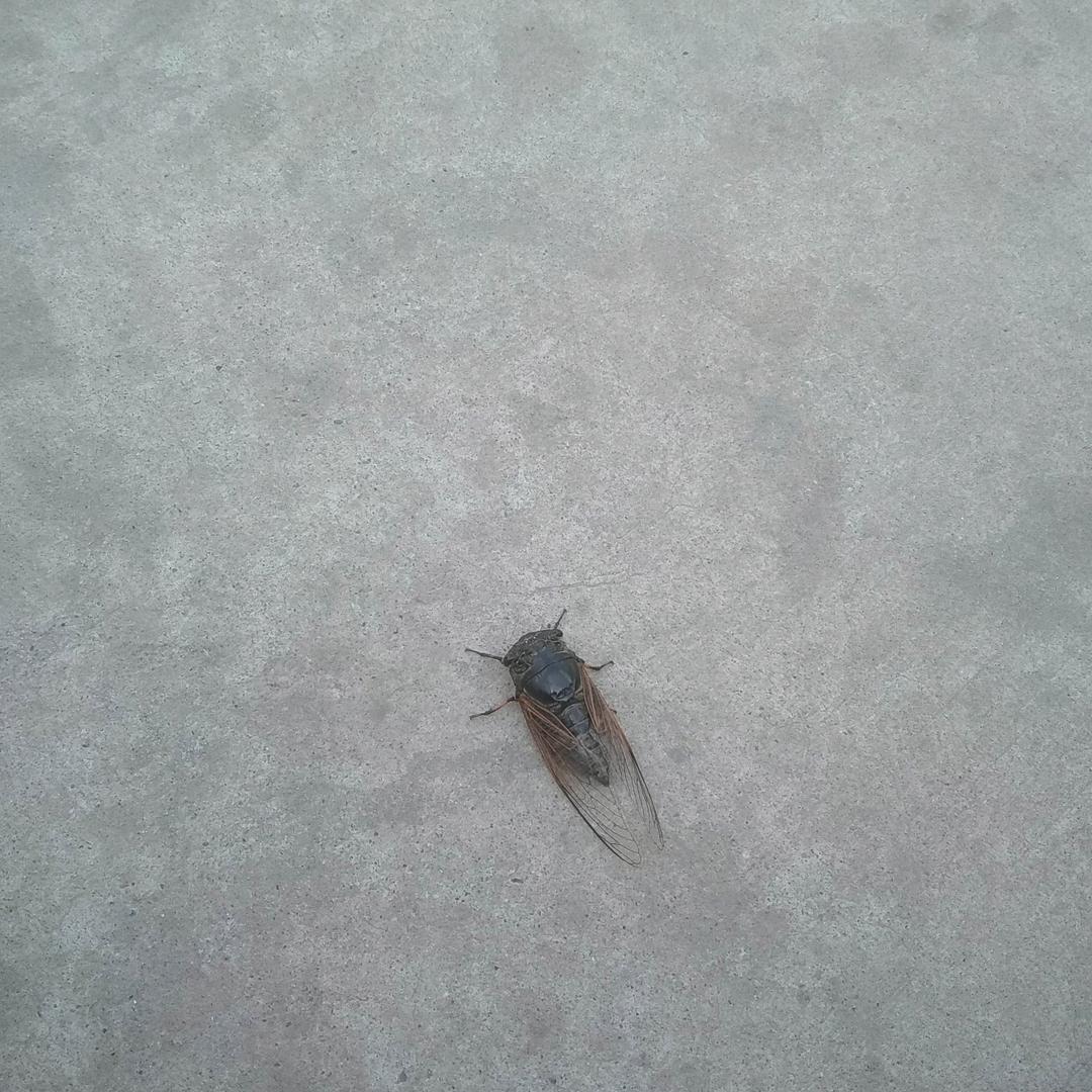 一鸣惊人