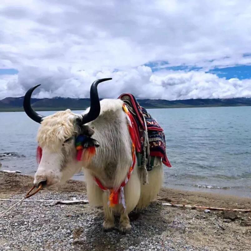寿客