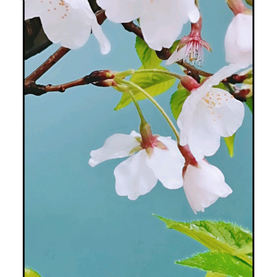 蔡蔡