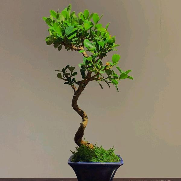 麦香园花馍（花饽饽）阳信