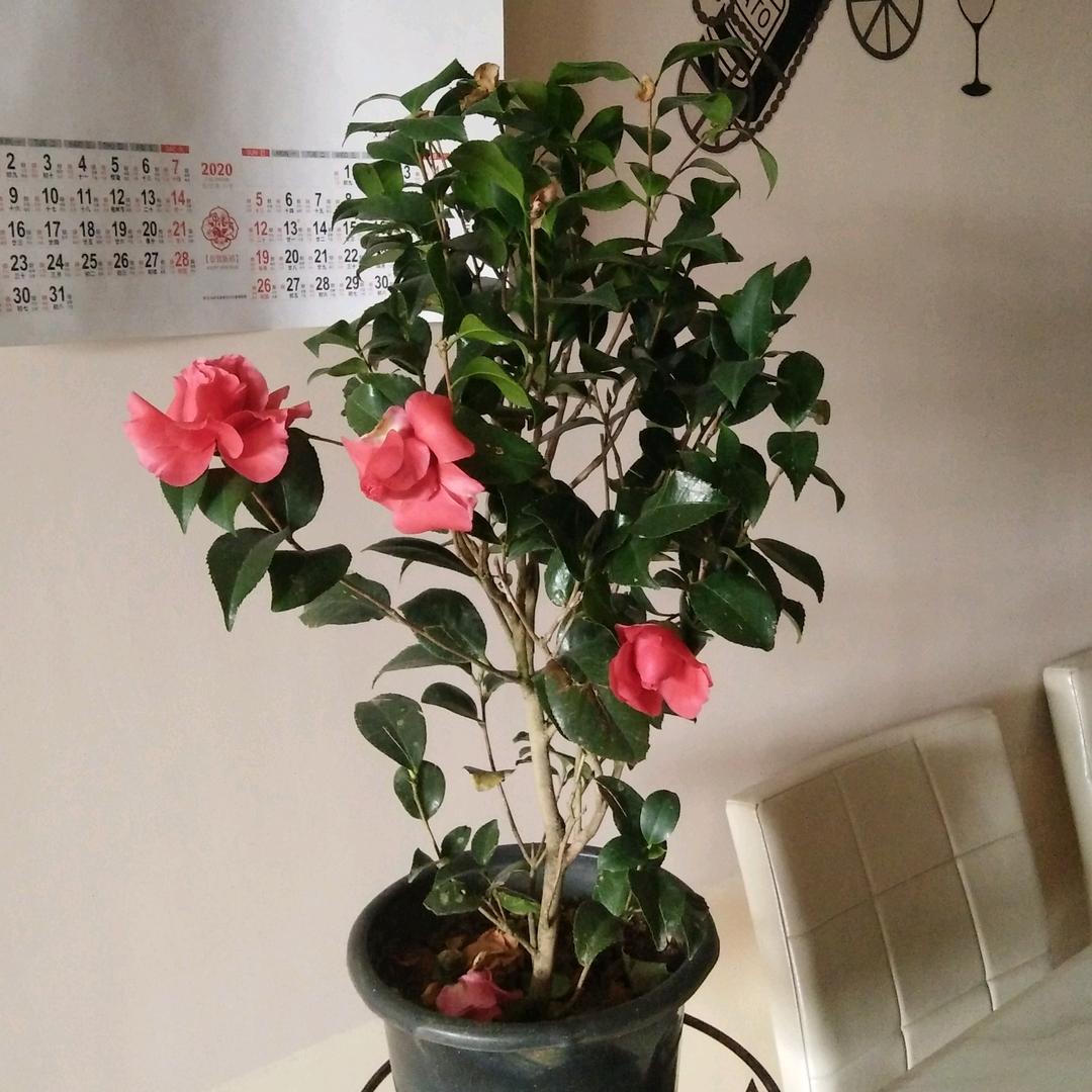 如意