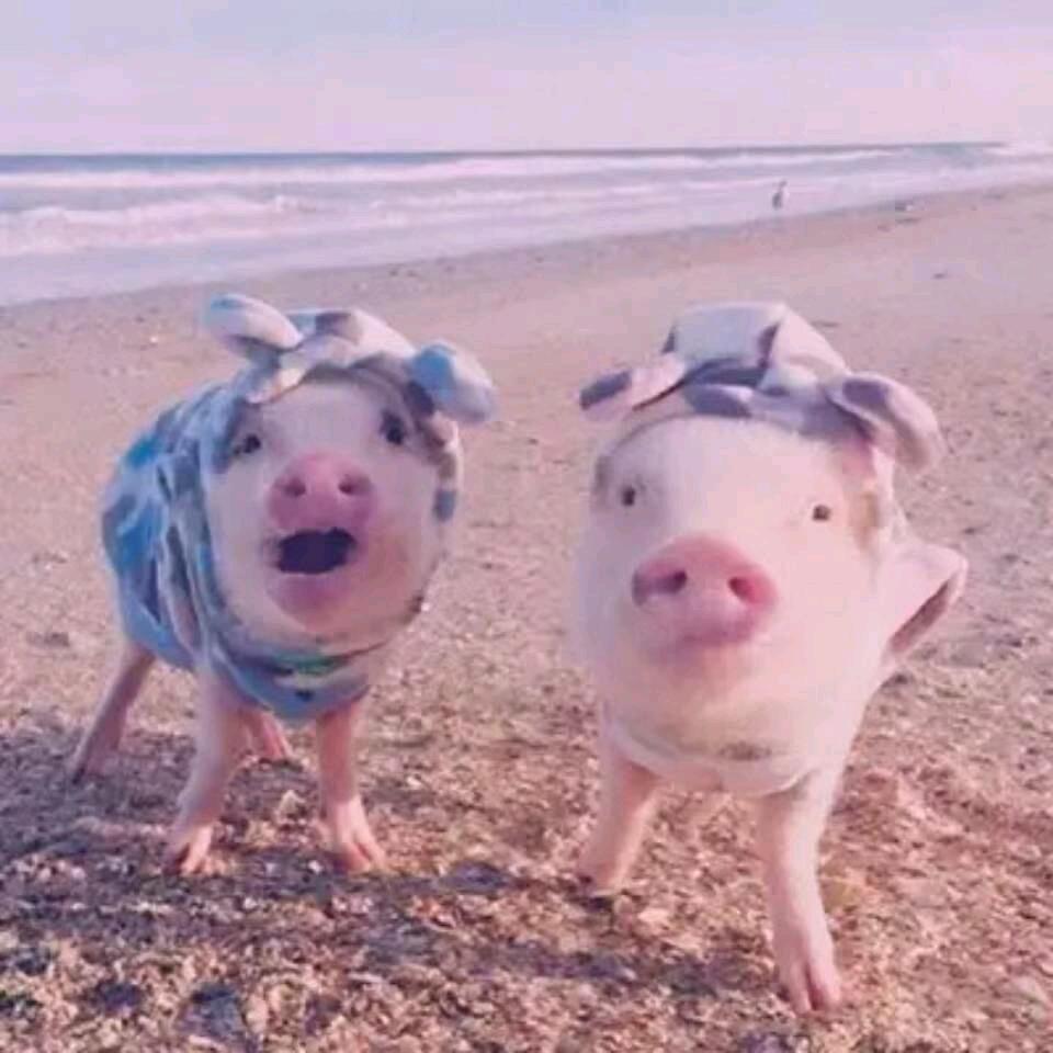 小小猪🐷