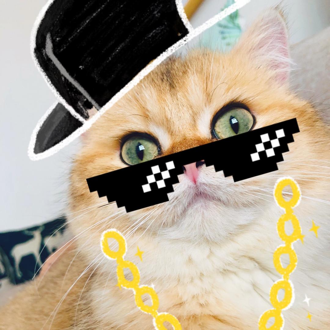 彩云喵喵🐱