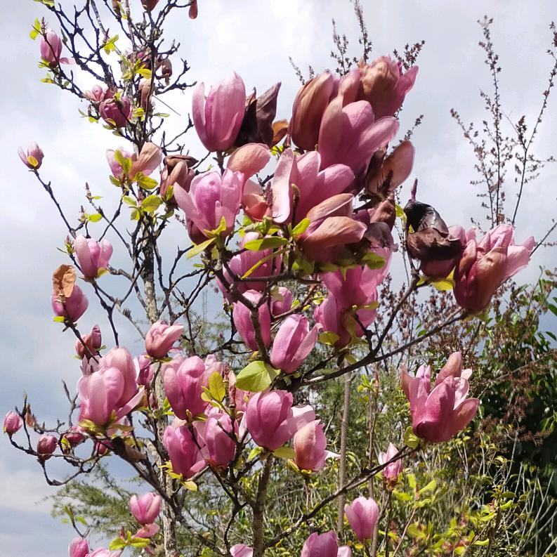 🌲转身☀️已陌路🌙