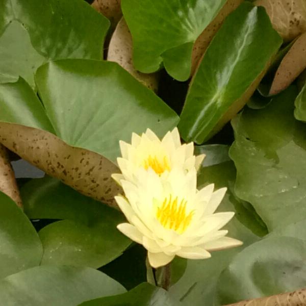 垂纶山水间