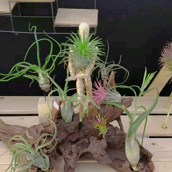 瑞茗轩花卉园艺