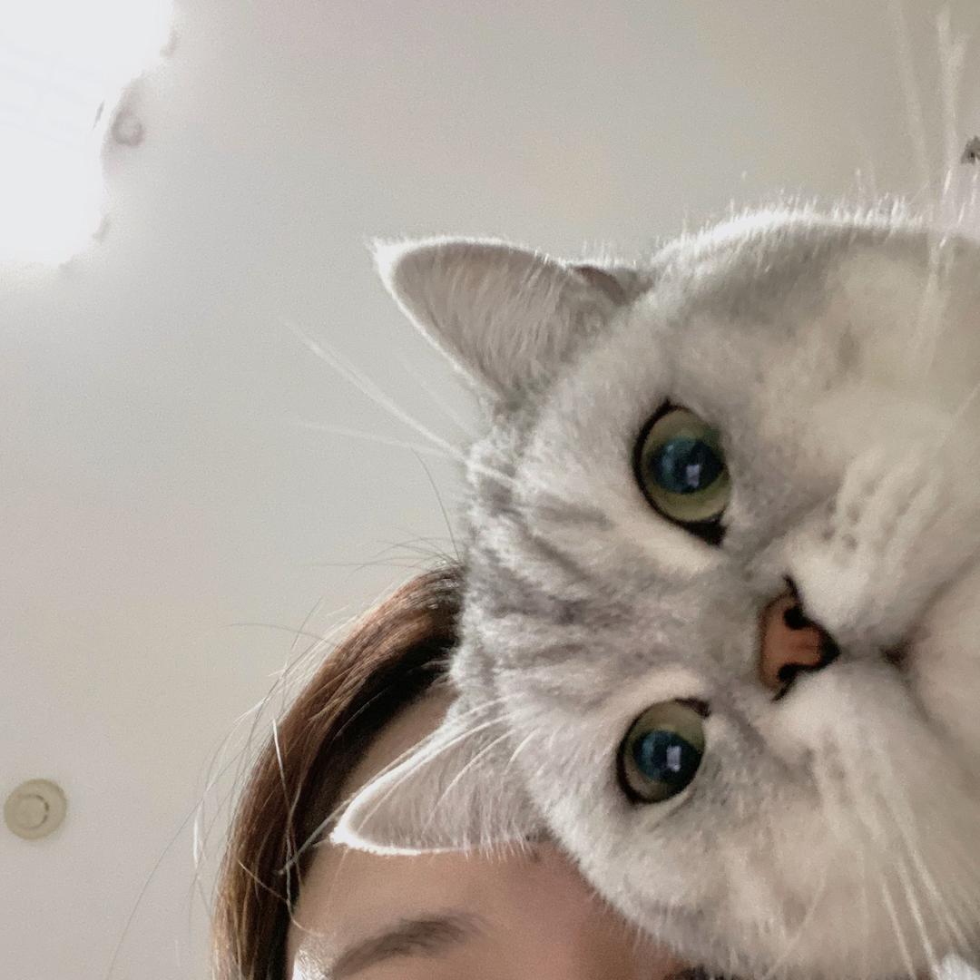 会喝汤的猫