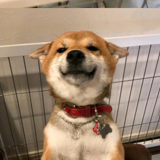 你不准凶我呦(见过张杰版)