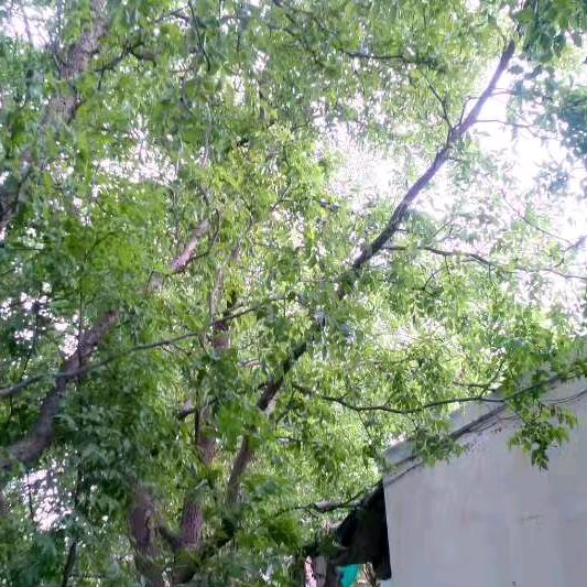 雨吻花心