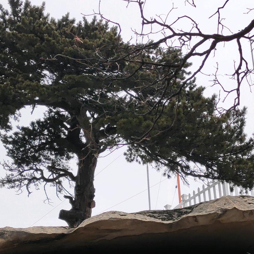 紋戒義鬆