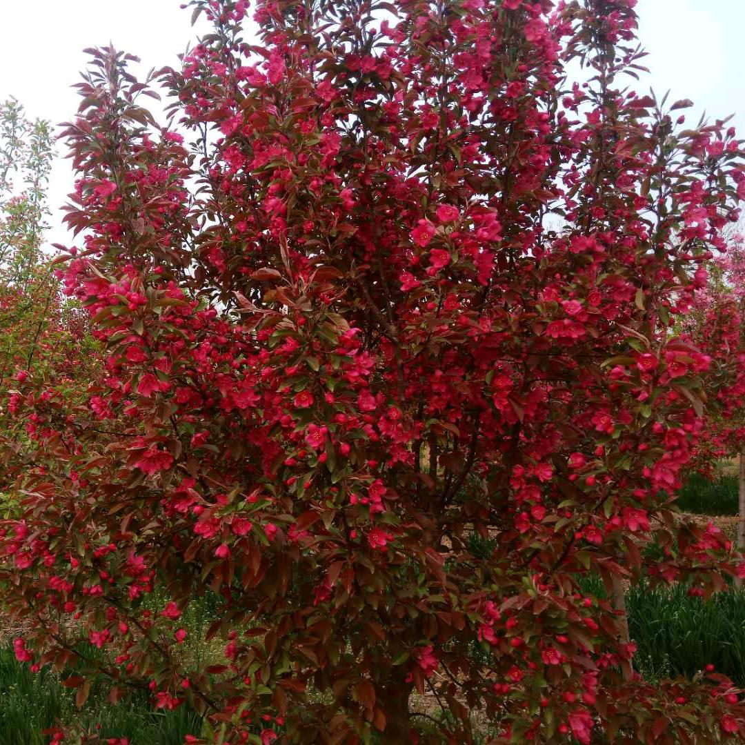 春暖花开66