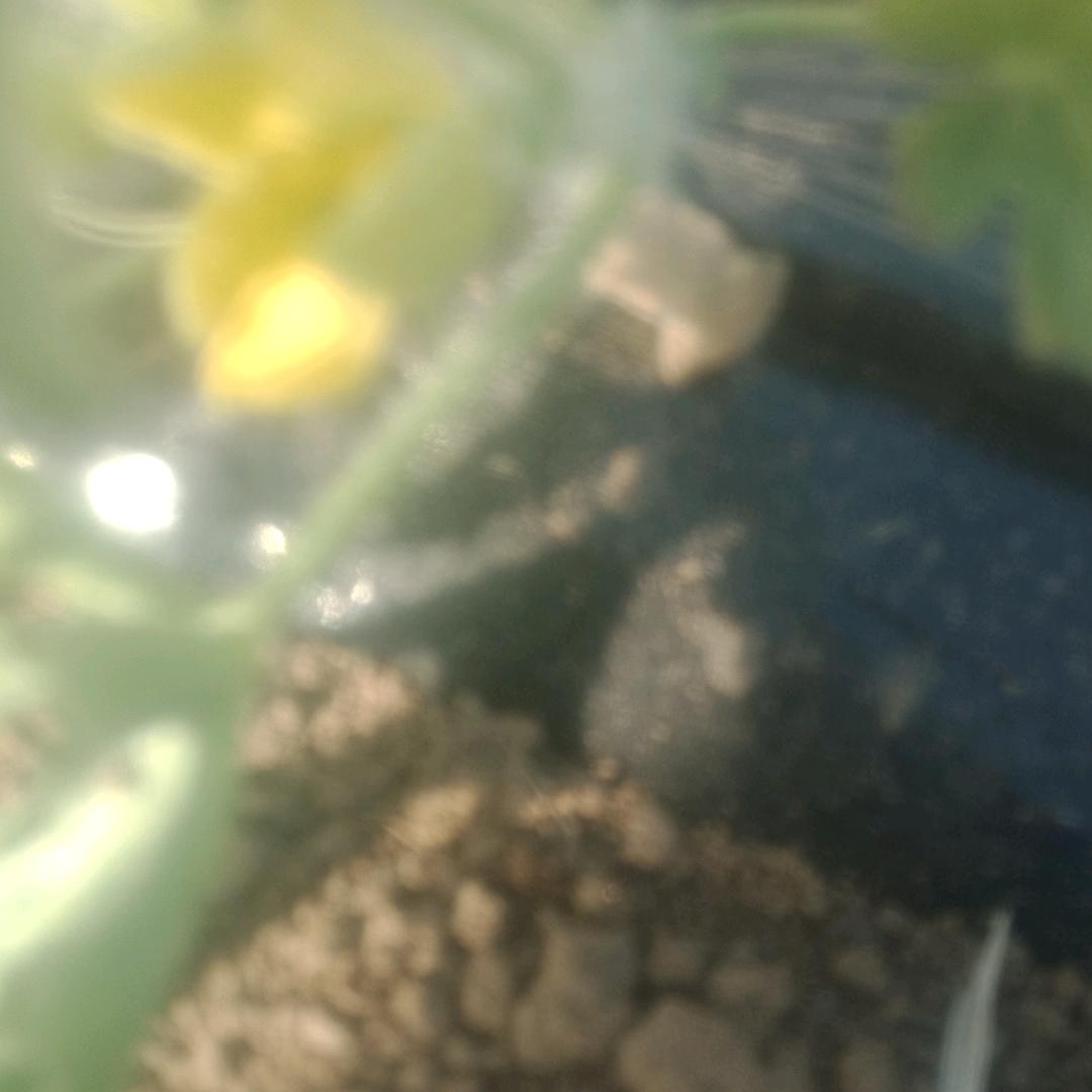 增军